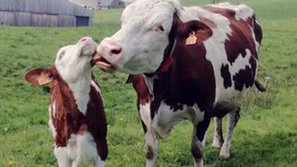 Recherche.La ferme Inrae de Marcenat (Cantal) mène depuis 2017 des expérimentations de veaux laitiers sous la mère.